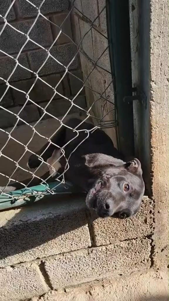 Tião, cachorro de porte pequeno para adoção em Boa Esperança - MG