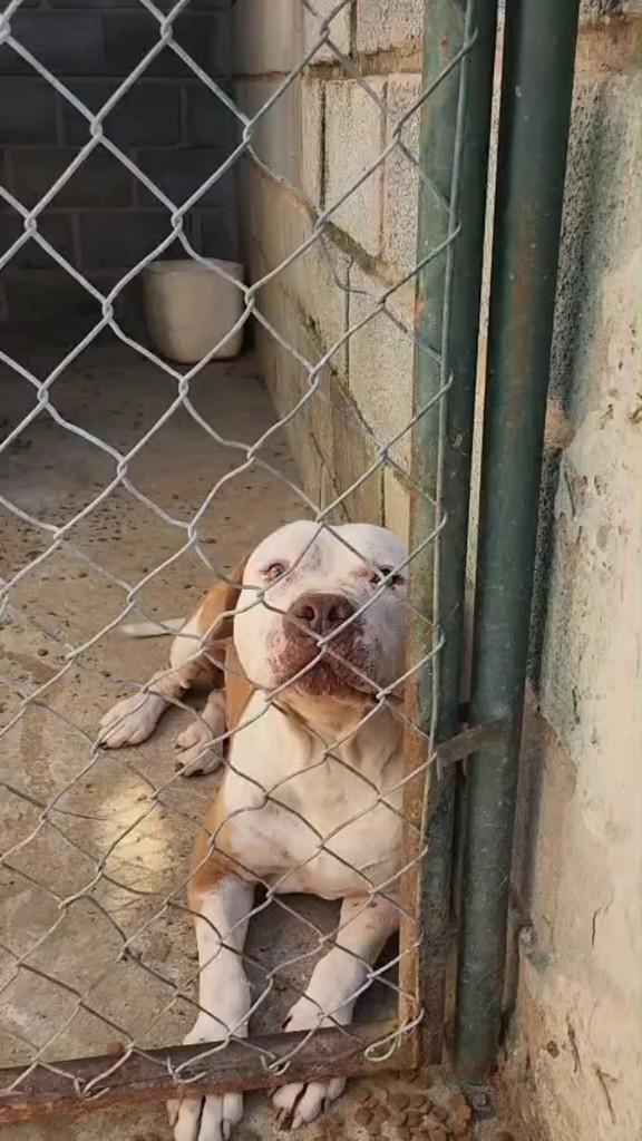 Tigrão, cachorro de porte grande para adoção em Boa Esperança - MG