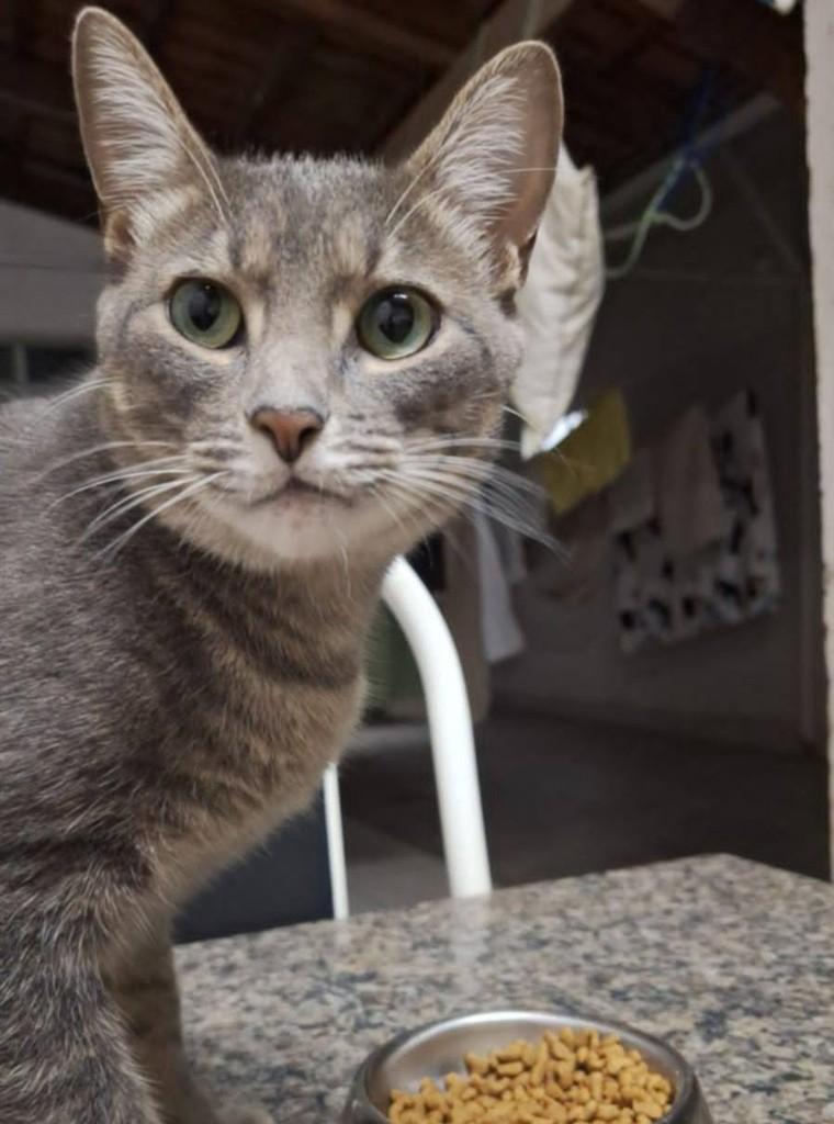Jorge, gato de porte pequeno para adoção em Nova Era - MG
