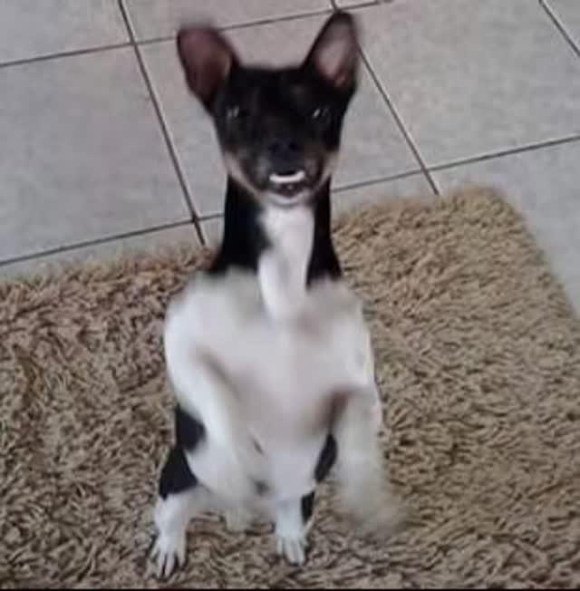 Bolachinha, cachorro de porte pequeno para adoção em Boa Esperança - MG