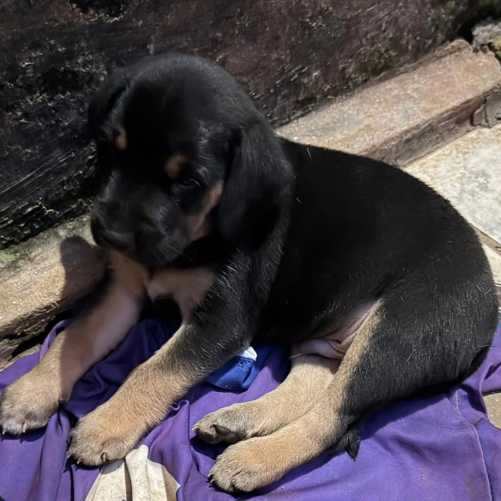 Esse bebezinho, cachorro de porte pequeno para adoção em Boa Esperança - MG