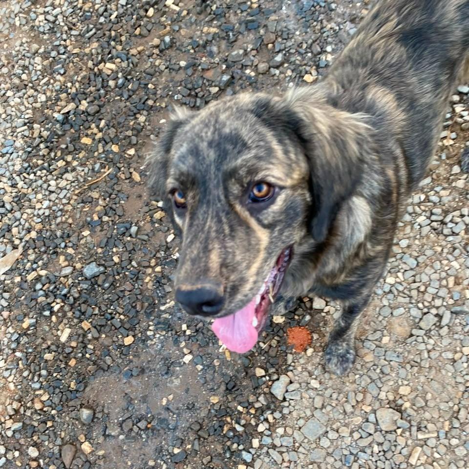 Meninão Lindo, cachorro de porte médio para adoção em Boa Esperança - MG