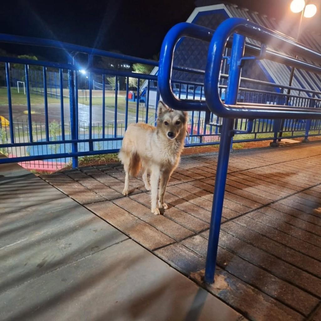 Cachorra, cadela de porte médio para adoção em Boa Esperança - MG