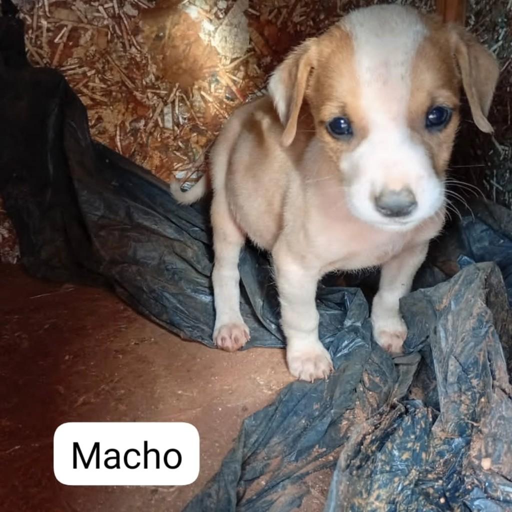 Bebezinho, cachorro de porte pequeno para adoção em Boa Esperança - MG