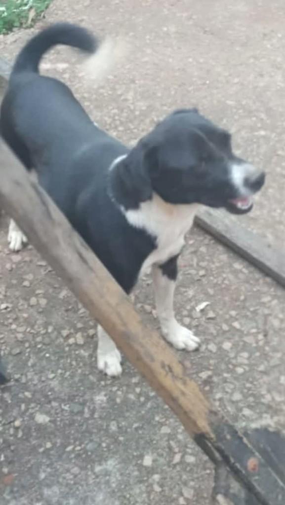 Linda, cadela de porte pequeno para adoção em Boa Esperança - MG