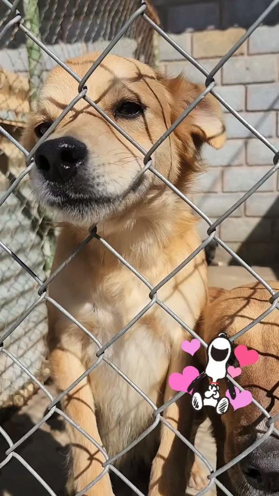 Príncipe, cachorro de porte médio para adoção em Boa Esperança - MG