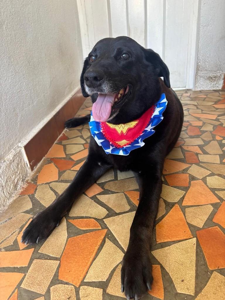 Nega, cadela de porte grande para adoção em Centro do Guilherme - MA