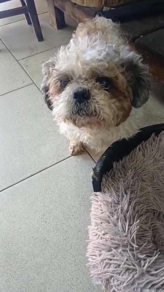 Theo, cachorro de porte pequeno para adoção em Boa Esperança - MG