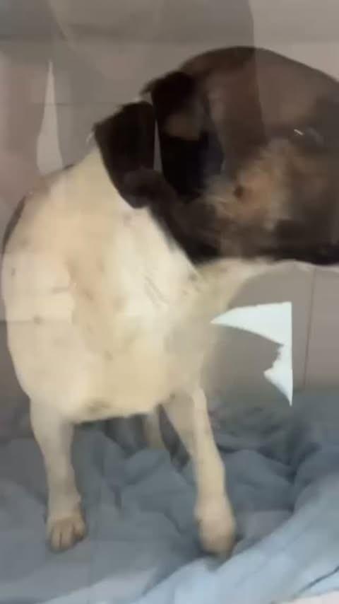 Bolsonaro, cachorro de porte pequeno para adoção em Boa Esperança - MG
