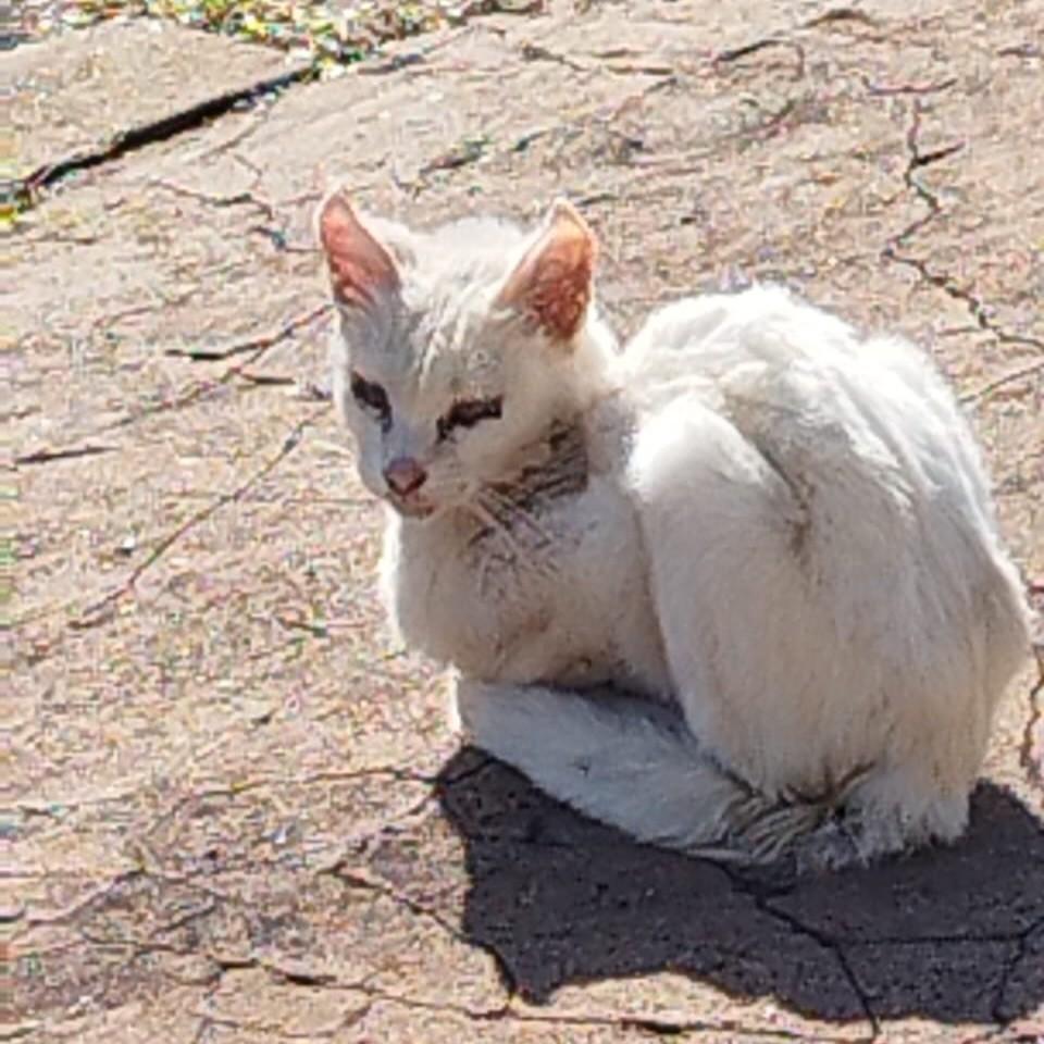Olívia, gata de porte médio para adoção em Umuarama - PR