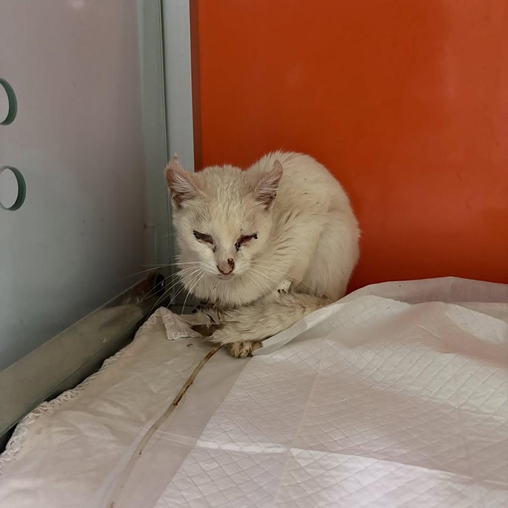 Olívia, gata de porte médio para adoção em Umuarama - PR — foto 2 de 4