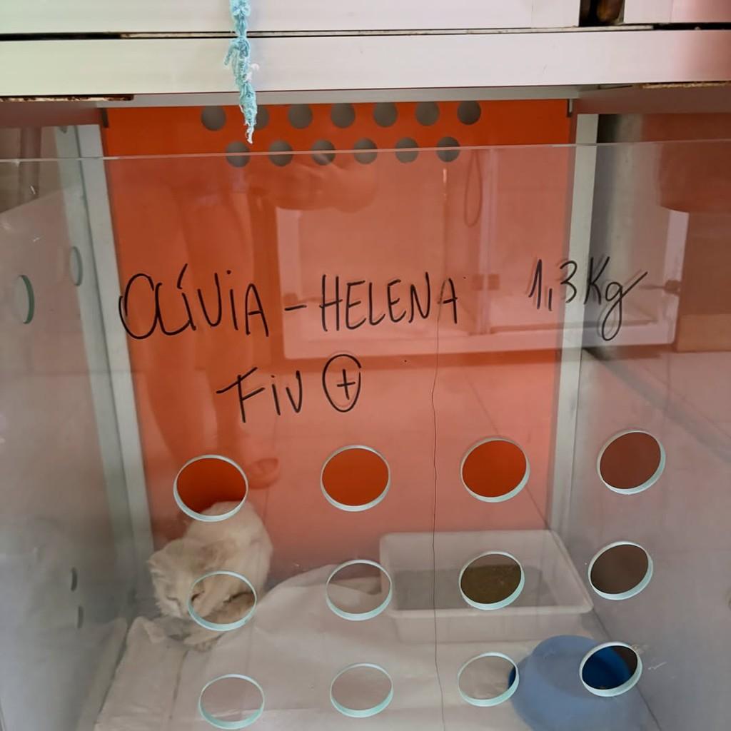 Olívia, gata de porte médio para adoção em Umuarama - PR — foto 3 de 4