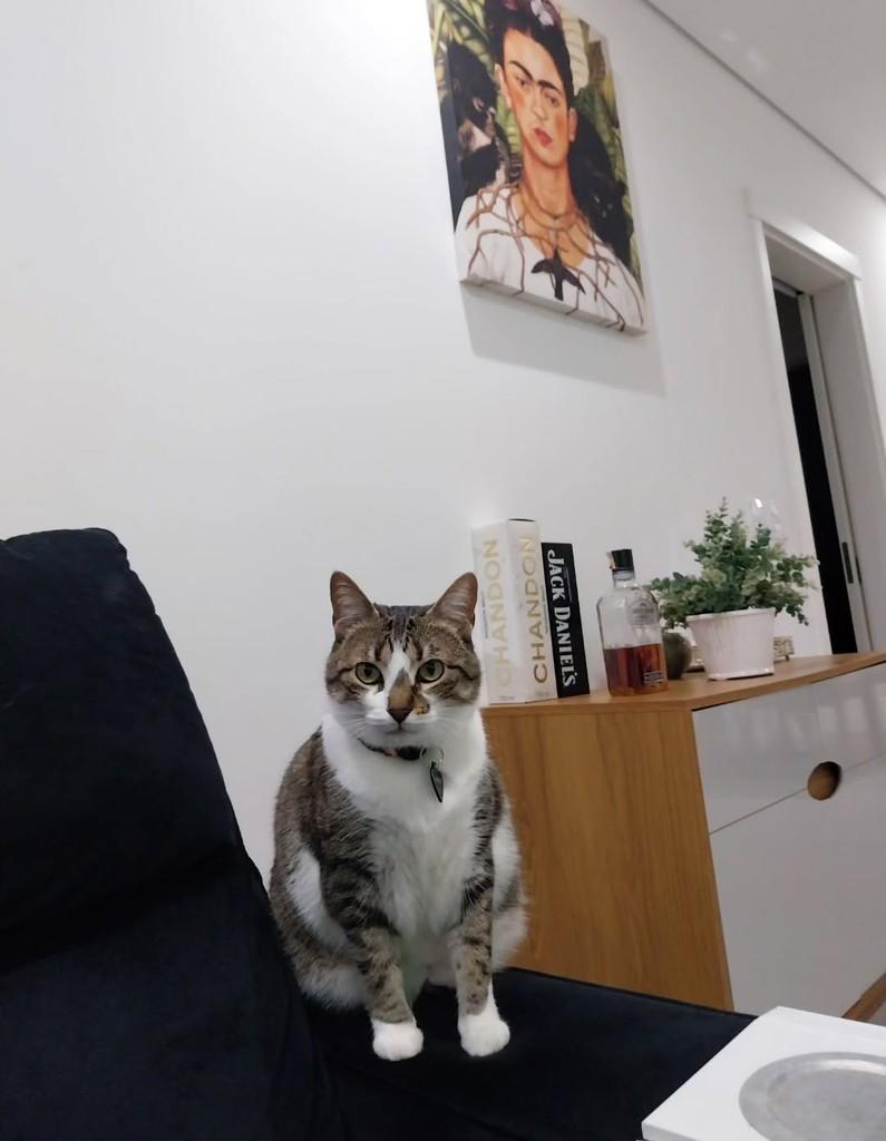 Frida, gata de porte pequeno para adoção em Lajeado - RS