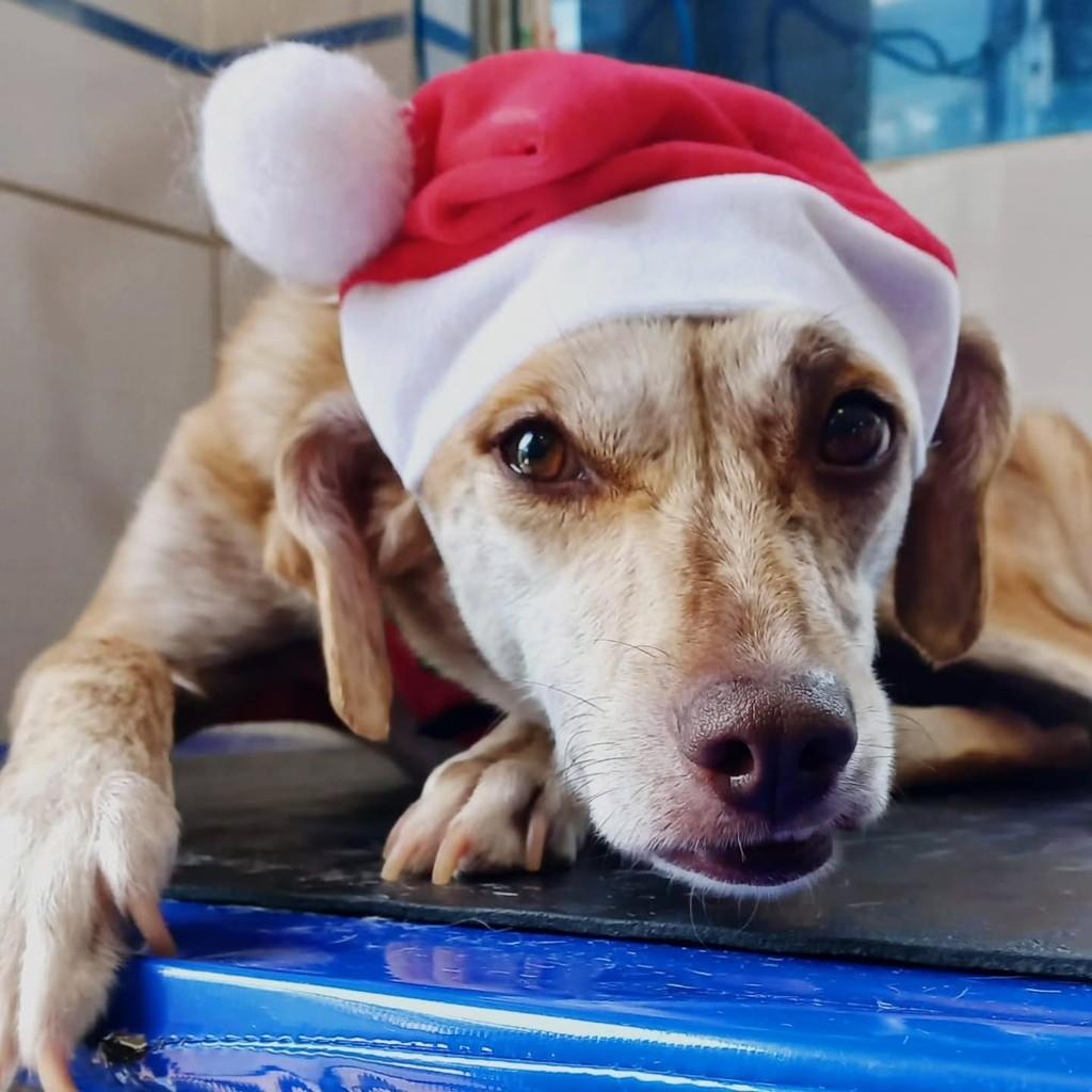Amora, cachorro de porte médio para adoção em Curitiba - PR