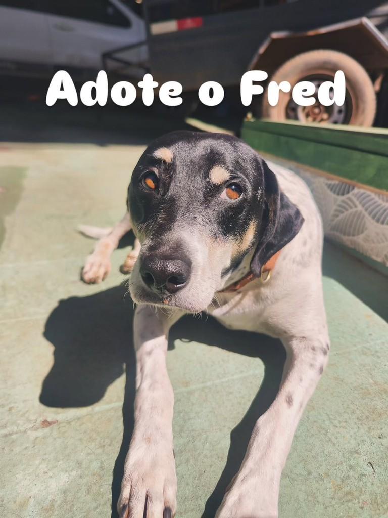 Fred, cachorro de porte médio para adoção em Brasília - DF