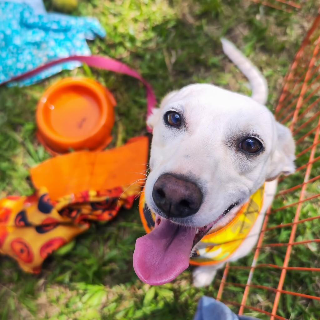 Milka, cadela de porte médio para adoção em Brasília - DF