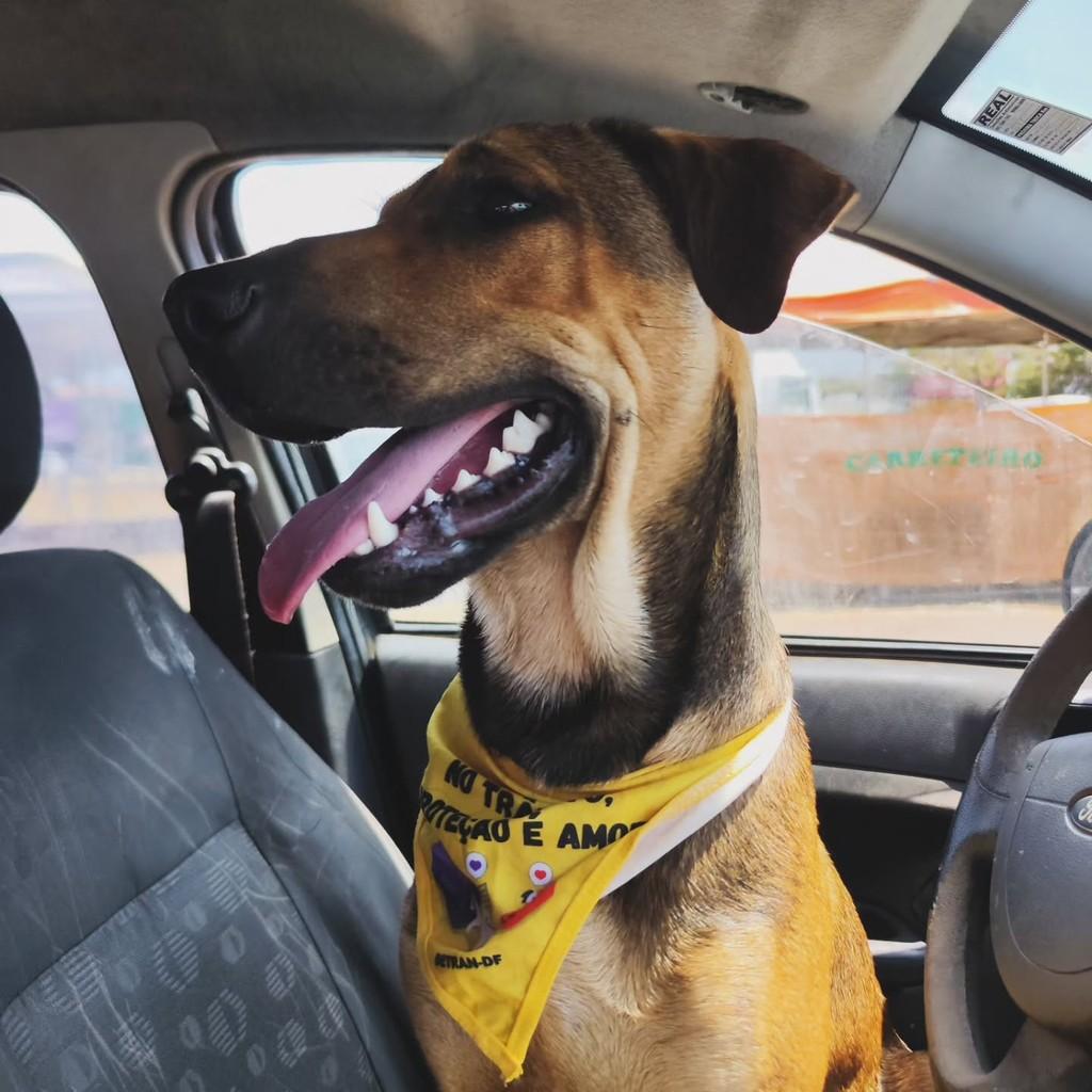 Mamute, cachorro de porte grande para adoção em Brasília - DF