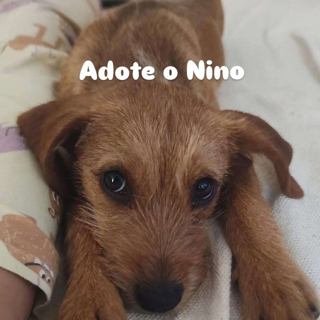 Nino, cachorro de porte pequeno para adoção em Brasília - DF