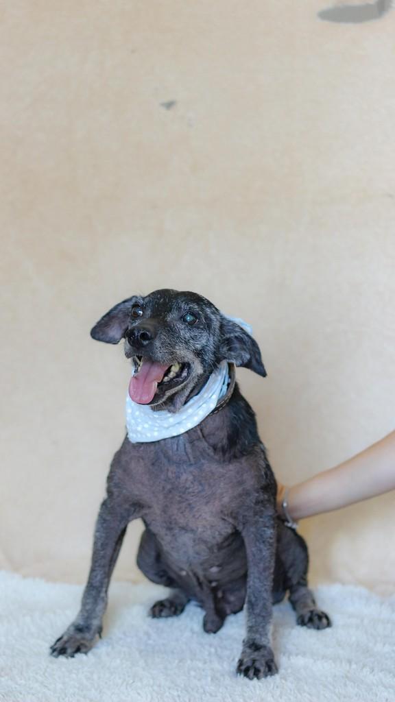 Pelé, cachorro de porte pequeno para adoção em Viamão - RS