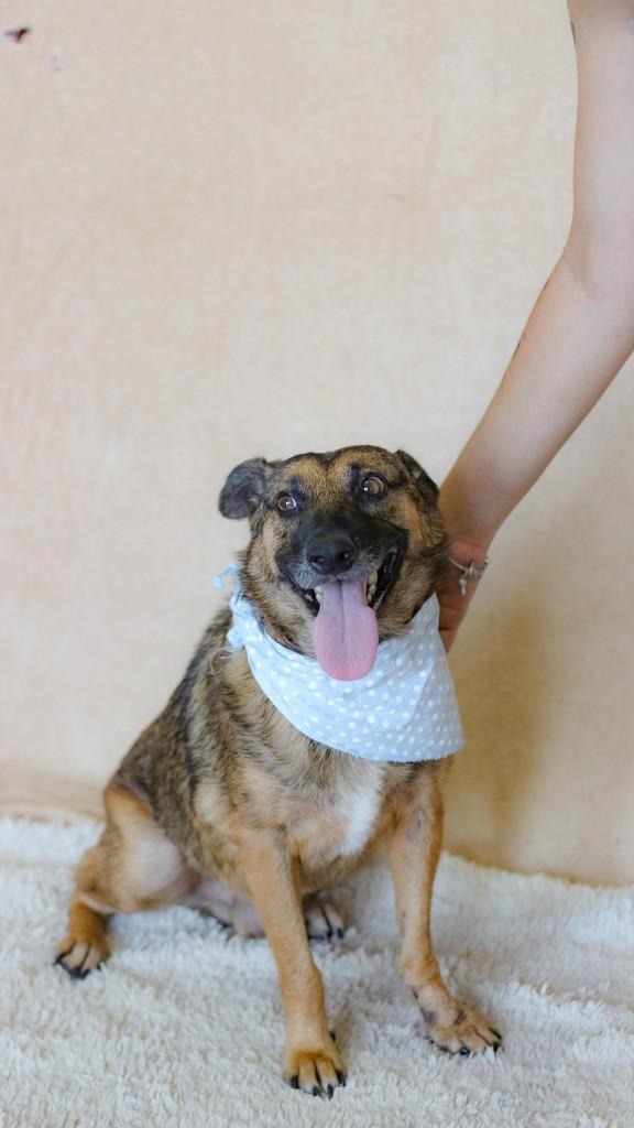 Tupã, cachorro de porte médio para adoção em Viamão - RS