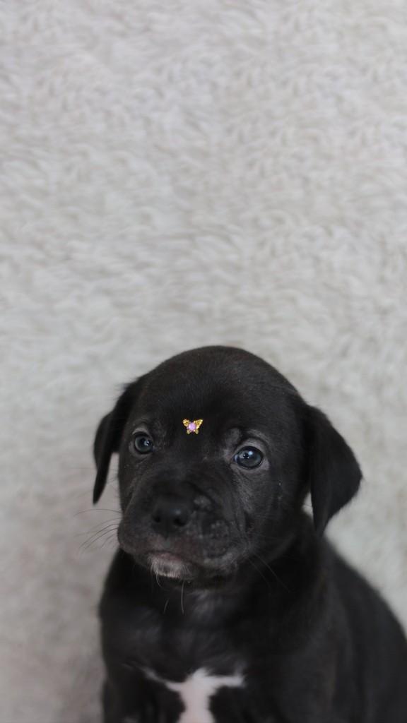 Nova, cachorro de porte pequeno para adoção em Viamão - RS