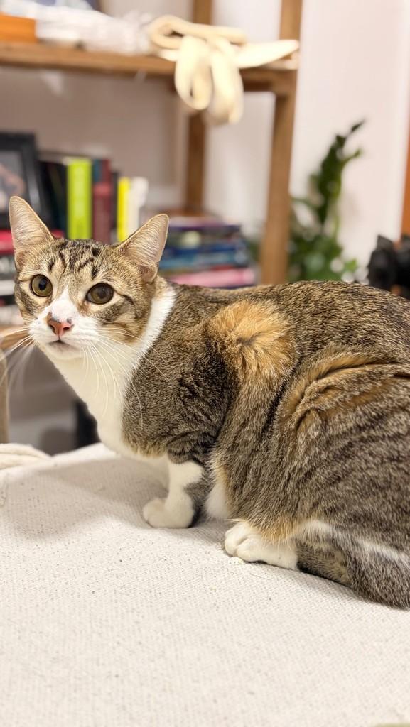 Minerva, gato de porte médio para adoção em Viamão - RS