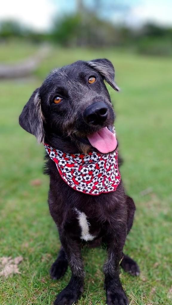 Peter, cachorro de porte médio para adoção em Viamão - RS