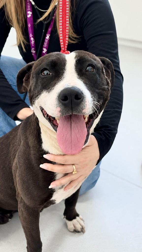Majú, cadela para adoção em Viamão - RS