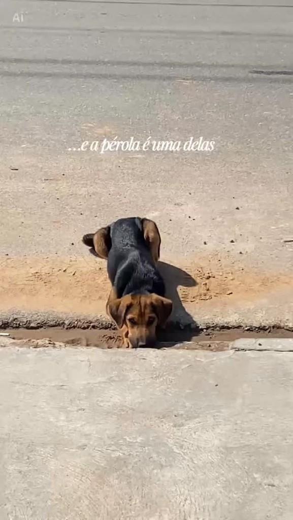Pérola, cachorro de porte pequeno para adoção em Araucária - PR