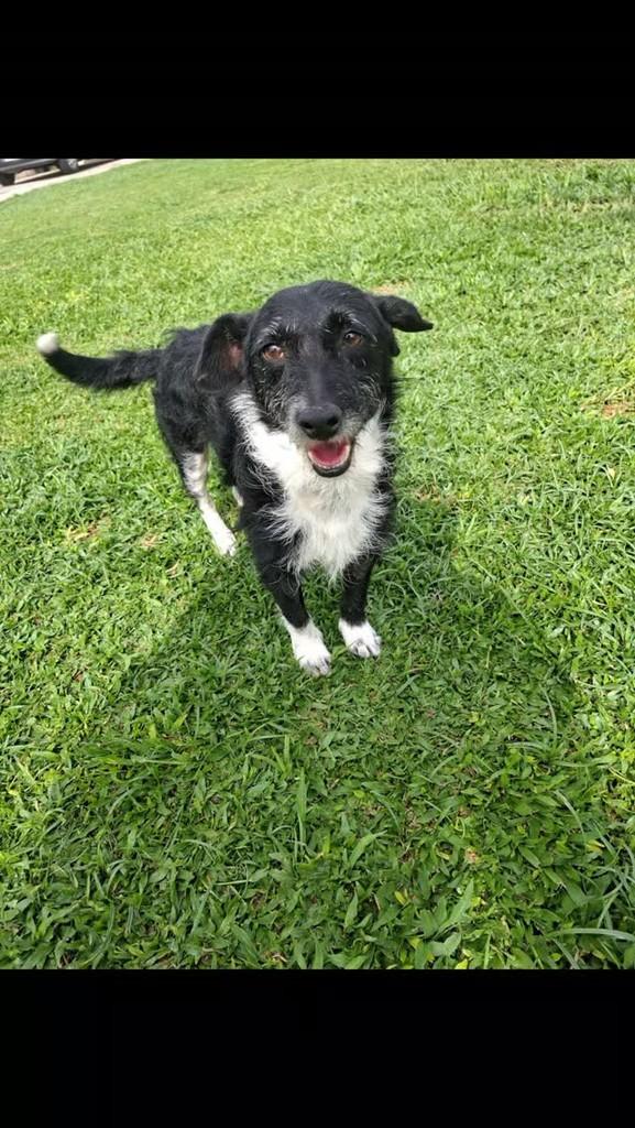 Max, cachorro de porte pequeno para adoção em Araucária - PR