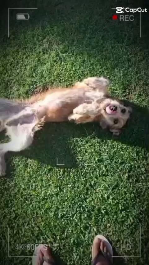 Nestor, cachorro de porte grande para adoção em Araucária - PR