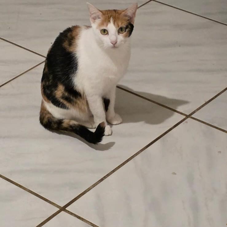Pilar, gata de porte médio para adoção em Vitória - ES