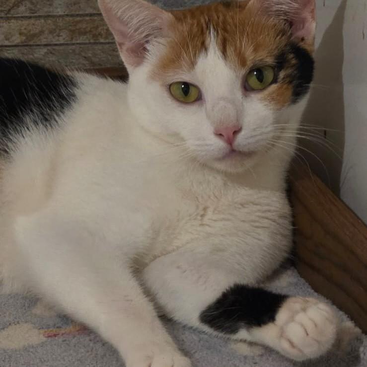 Pilar, gata de porte médio para adoção em Vitória - ES — foto 2 de 6