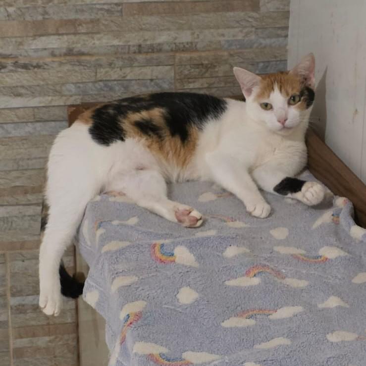 Pilar, gata de porte médio para adoção em Vitória - ES — foto 3 de 6