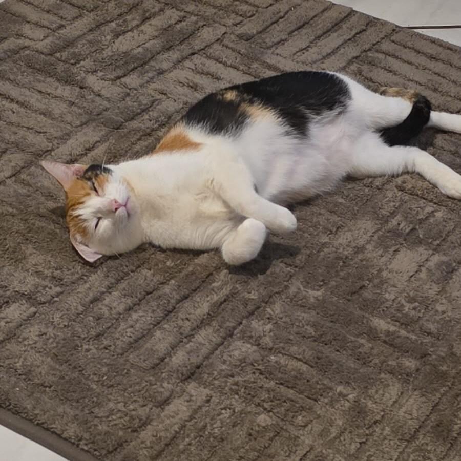 Pilar, gata de porte médio para adoção em Vitória - ES — foto 4 de 6