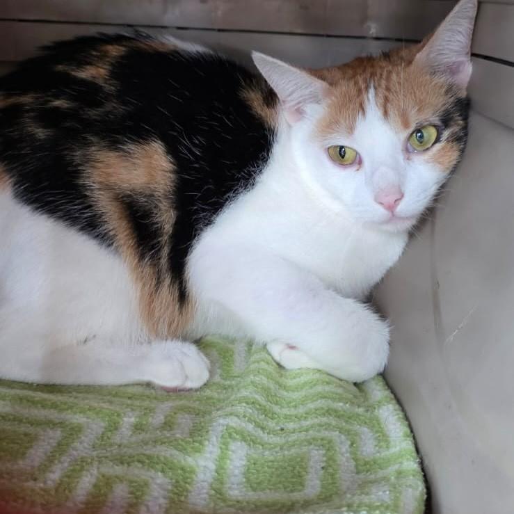 Pilar, gata de porte médio para adoção em Vitória - ES — foto 5 de 6