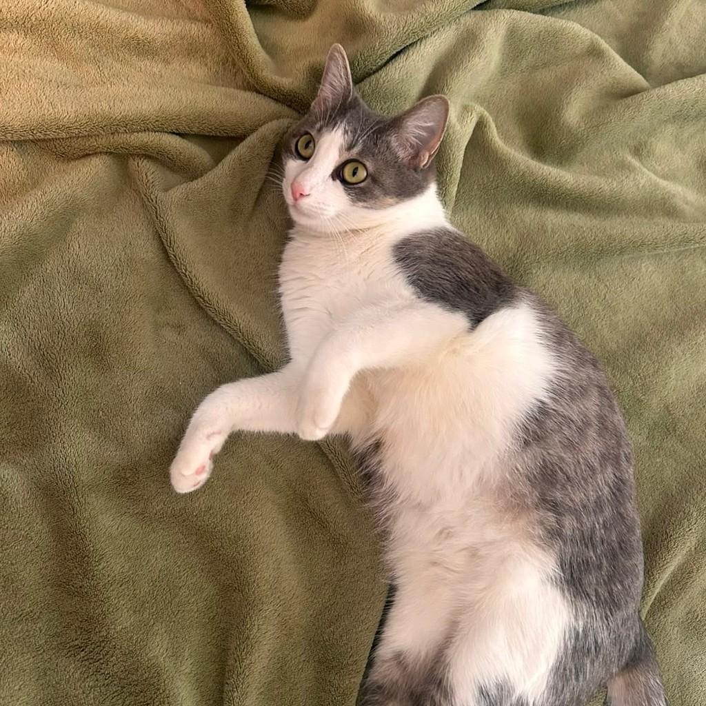 Cecília Meireles, gata de porte pequeno para adoção em Vitória - ES — foto 2 de 13
