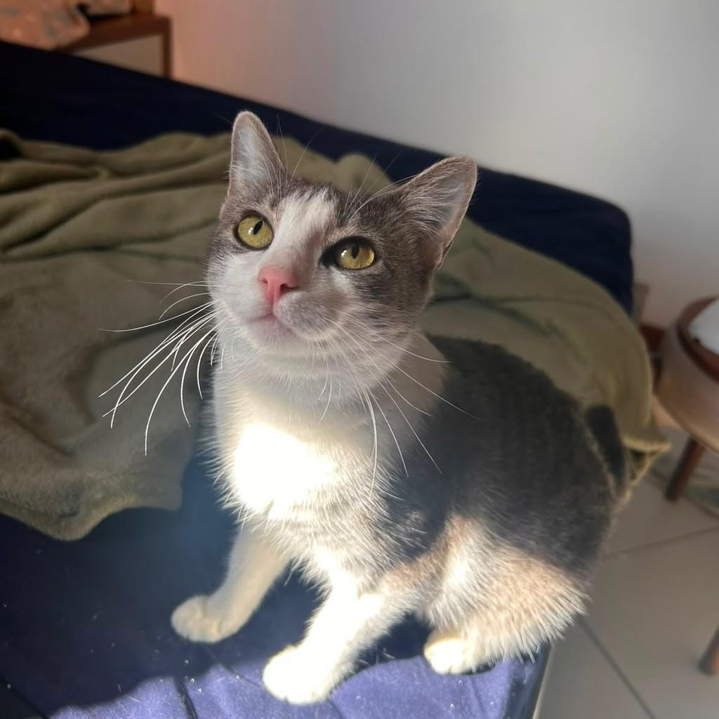 Cecília Meireles, gata de porte pequeno para adoção em Vitória - ES — foto 3 de 13