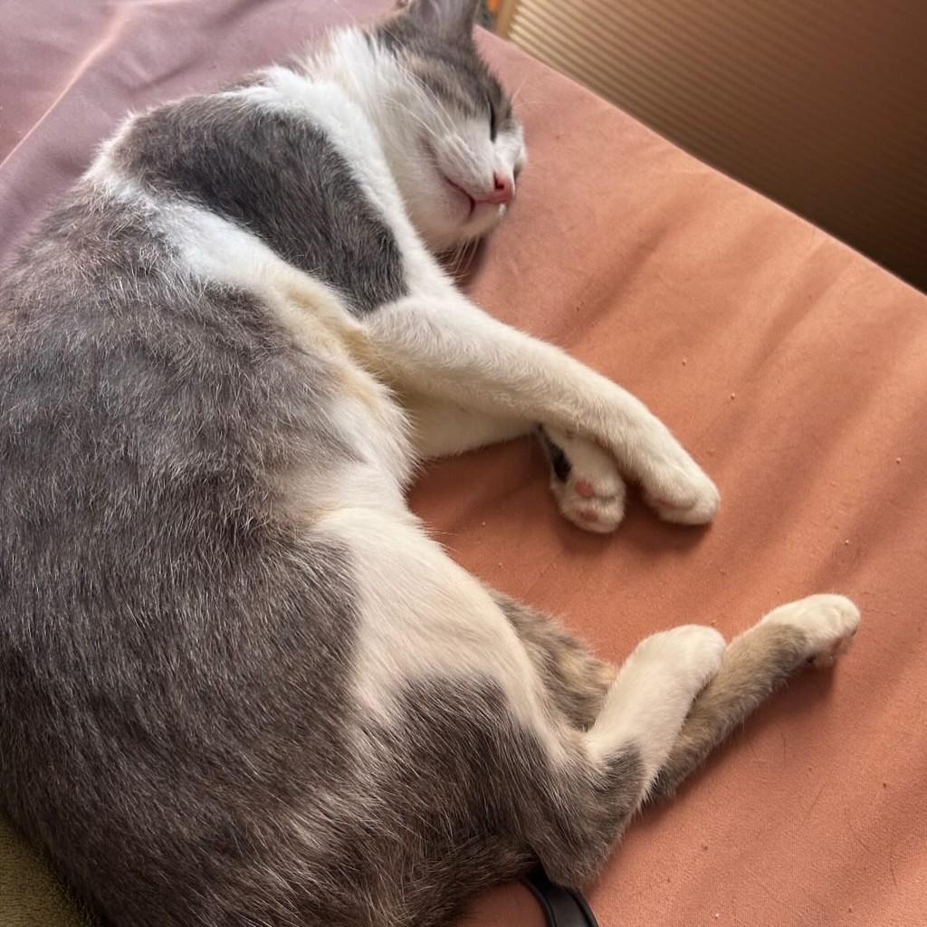 Cecília Meireles, gata de porte pequeno para adoção em Vitória - ES — foto 4 de 13