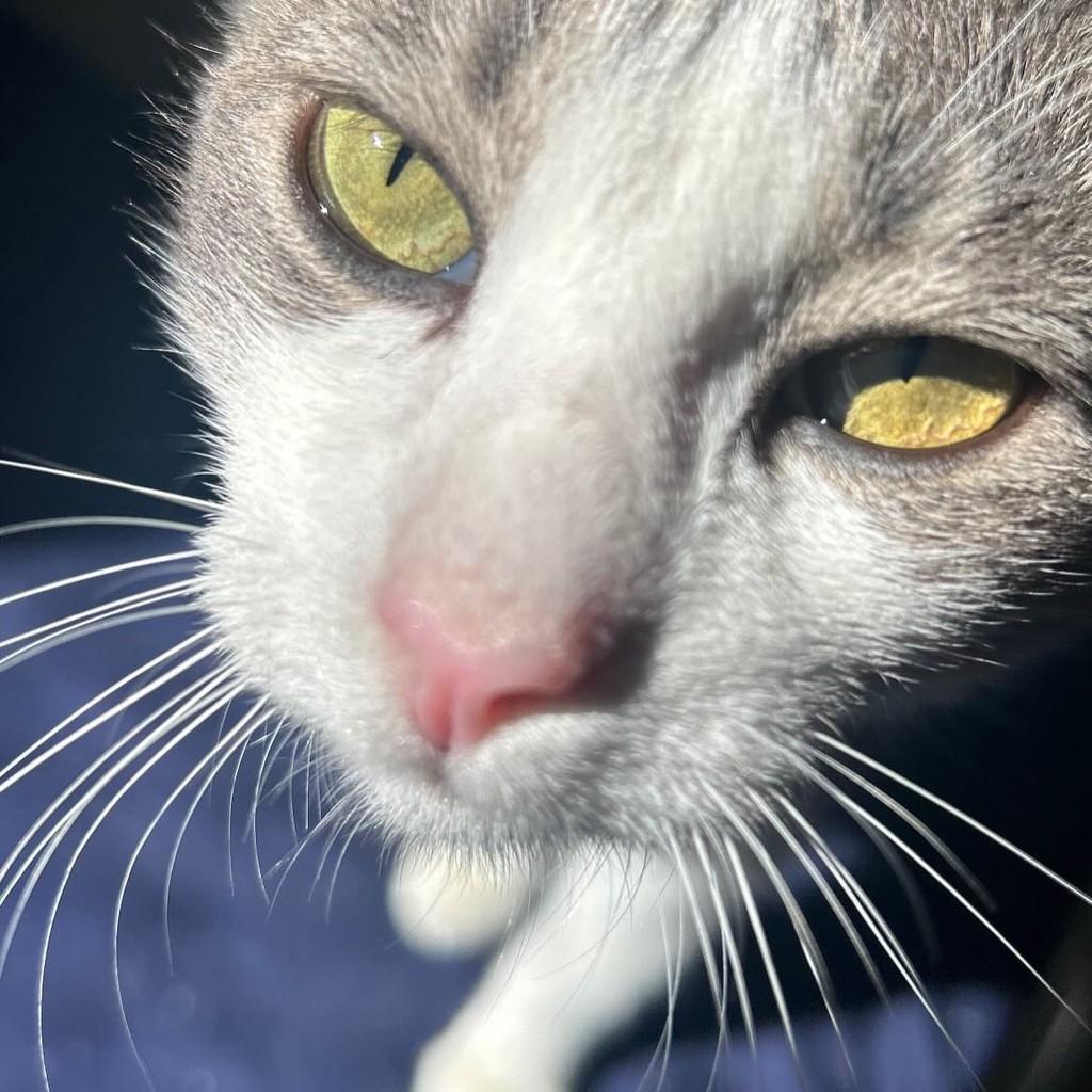 Cecília Meireles, gata de porte pequeno para adoção em Vitória - ES — foto 5 de 13
