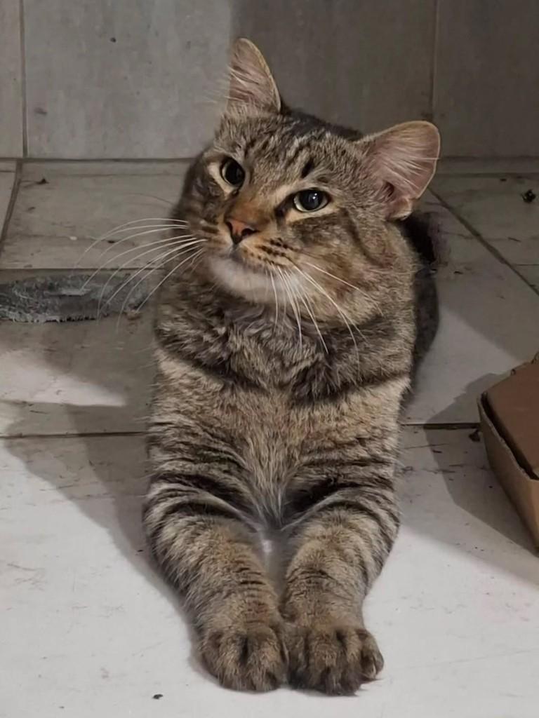 Leopoldo, gato de porte pequeno para adoção em Vitória - ES