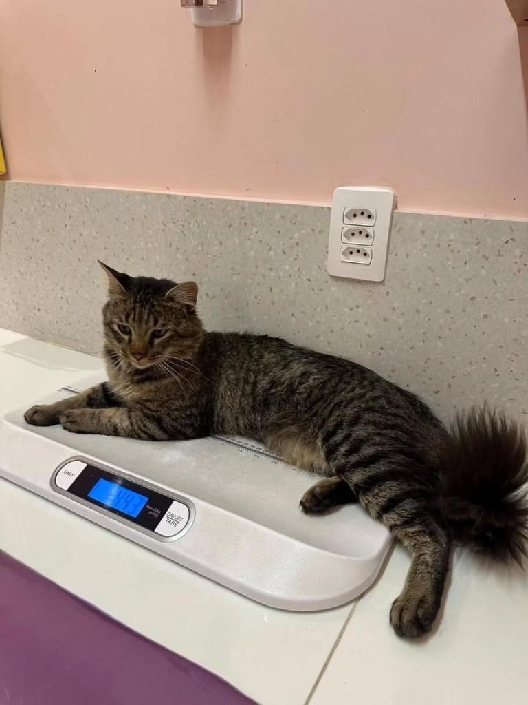 Leopoldo, gato de porte pequeno para adoção em Vitória - ES — foto 2 de 6