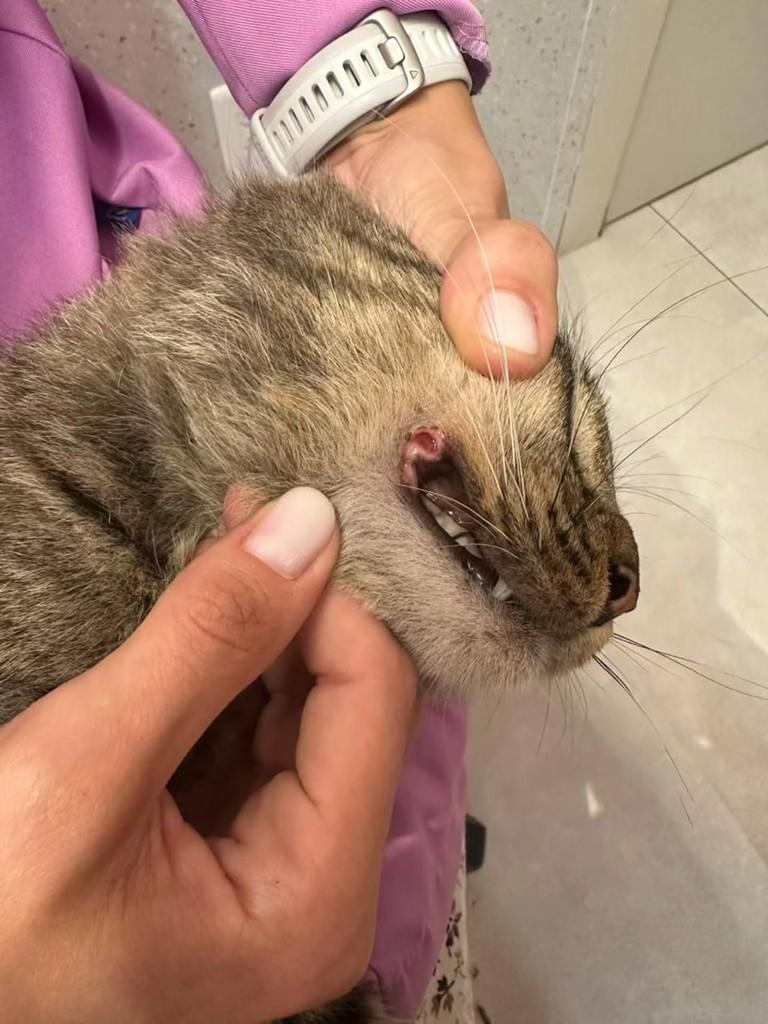 Leopoldo, gato de porte pequeno para adoção em Vitória - ES — foto 3 de 6