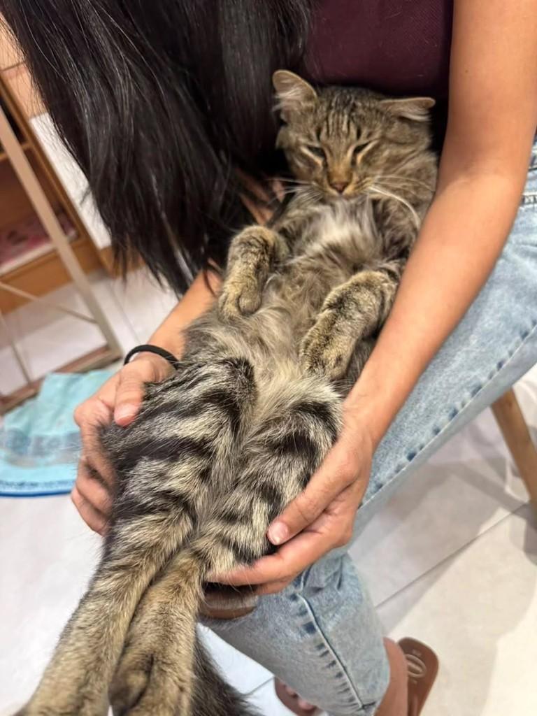 Leopoldo, gato de porte pequeno para adoção em Vitória - ES — foto 4 de 6
