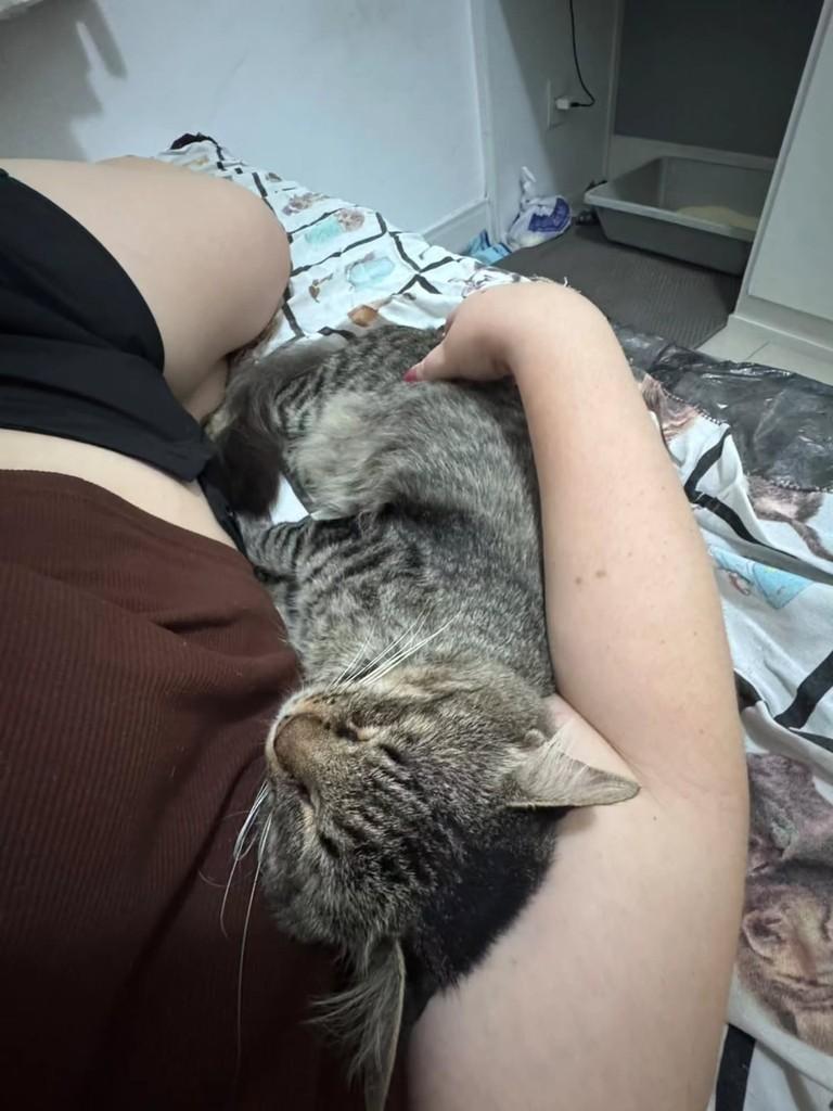 Leopoldo, gato de porte pequeno para adoção em Vitória - ES — foto 5 de 6