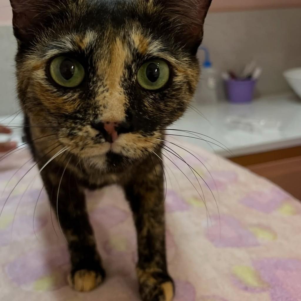 Savannah, gata de porte pequeno para adoção em Vitória - ES