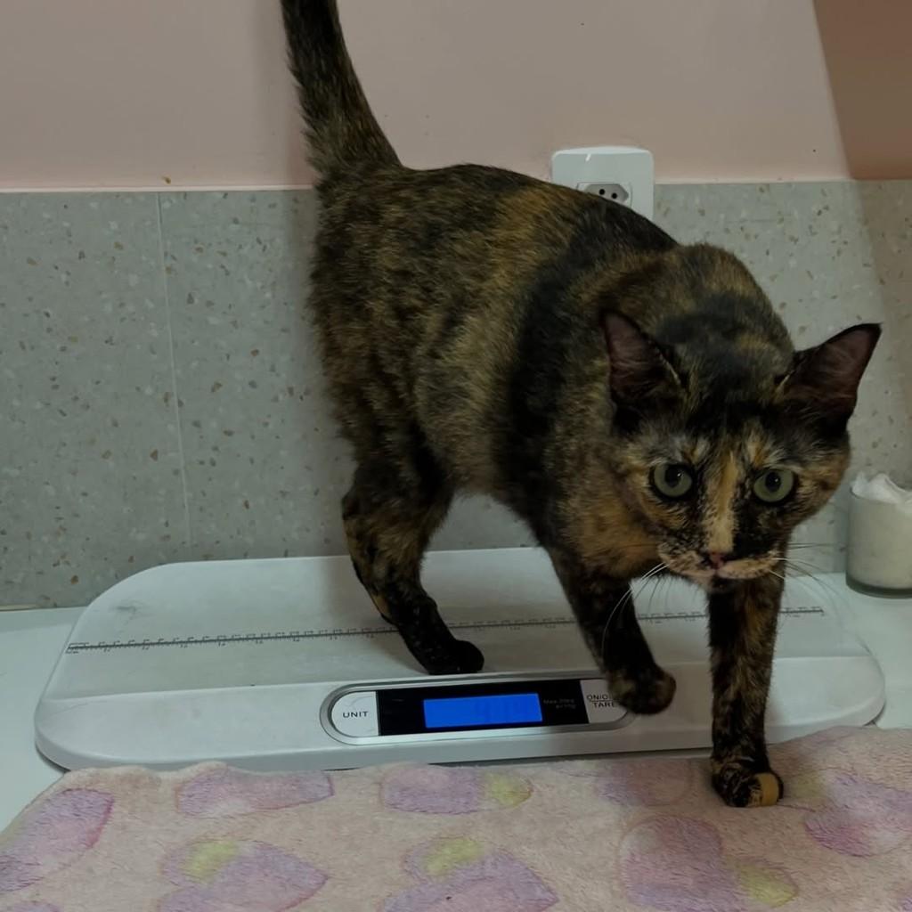 Savannah, gata de porte pequeno para adoção em Vitória - ES — foto 2 de 13