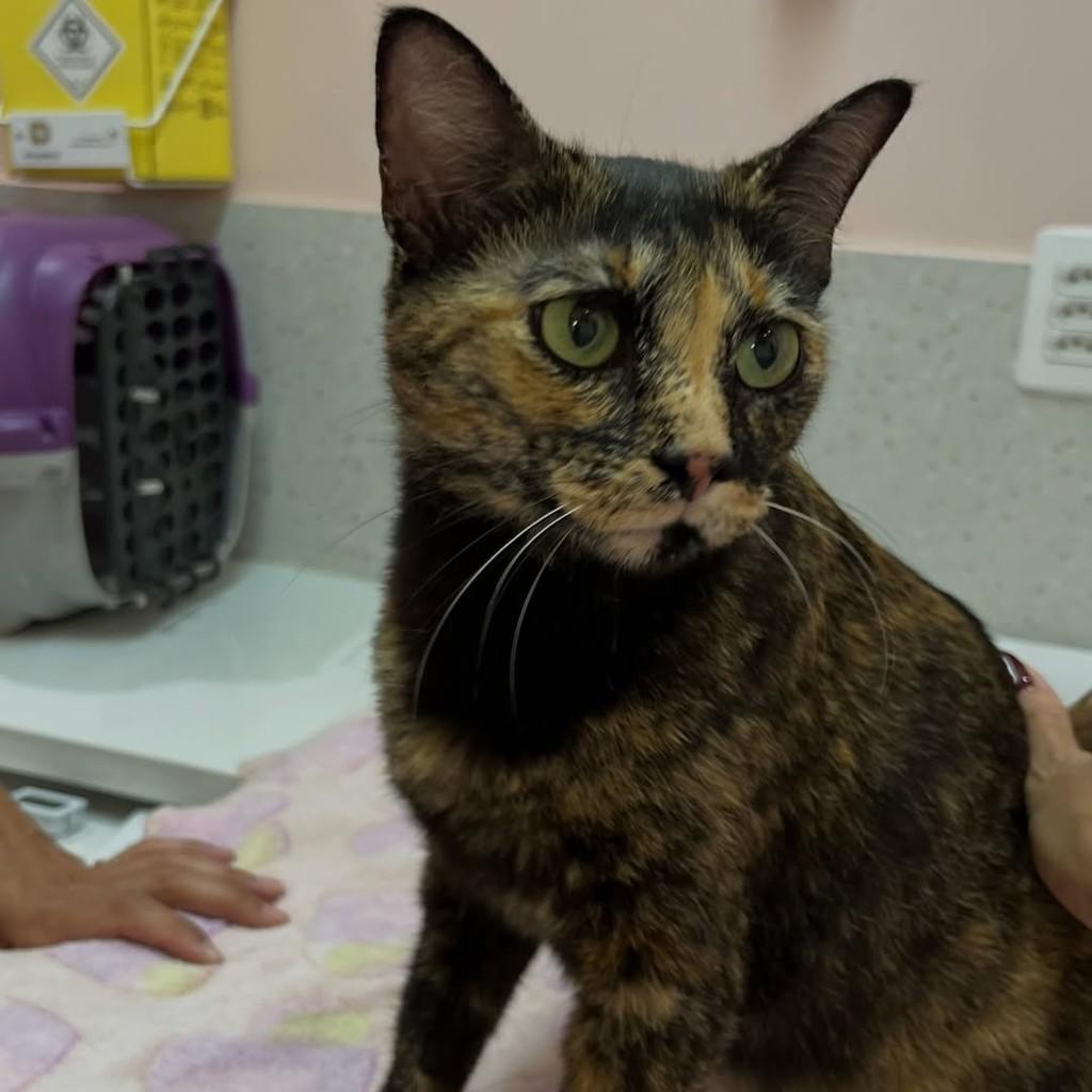 Savannah, gata de porte pequeno para adoção em Vitória - ES — foto 3 de 13