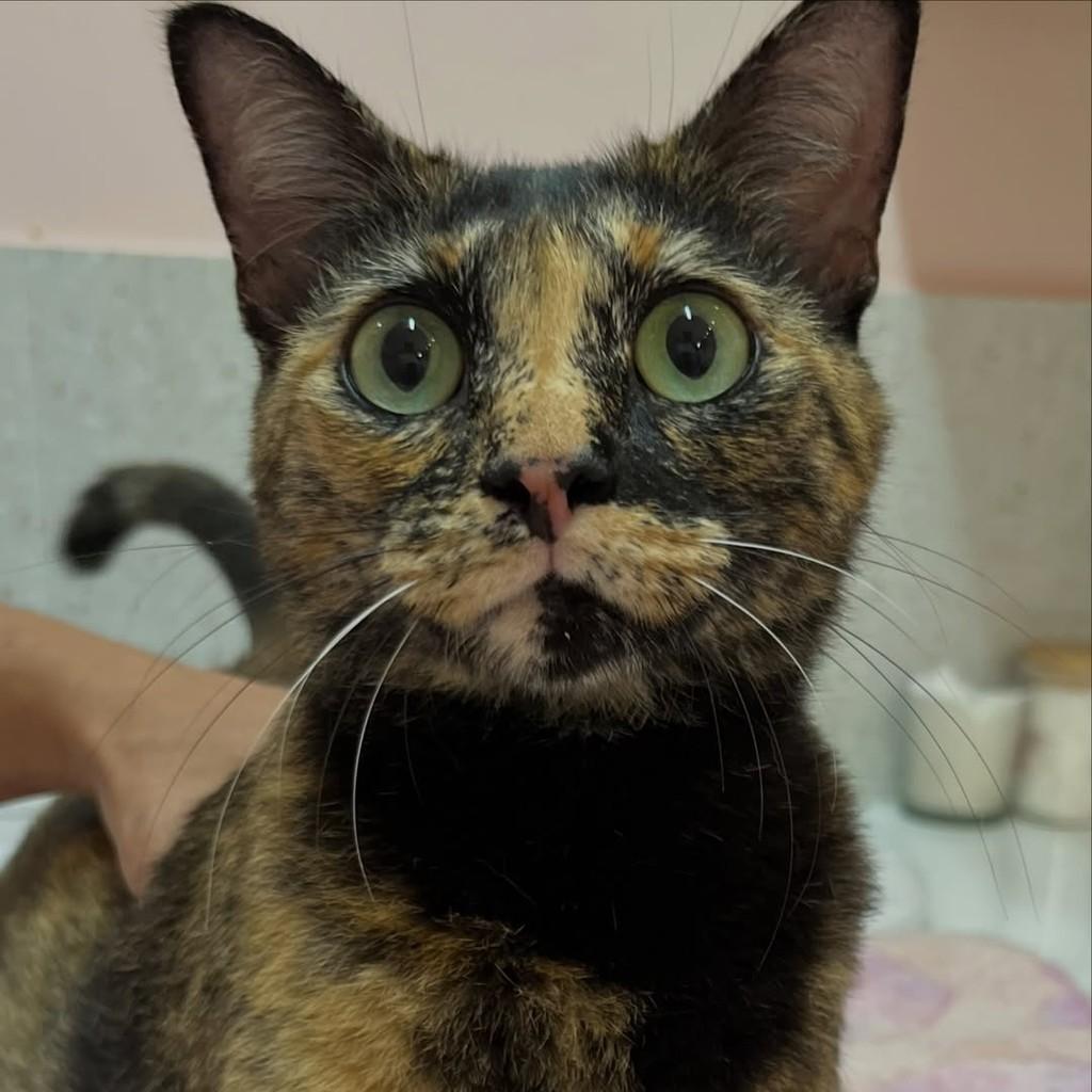 Savannah, gata de porte pequeno para adoção em Vitória - ES — foto 4 de 13