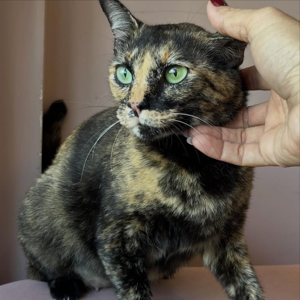 Savannah, gata de porte pequeno para adoção em Vitória - ES — foto 5 de 13